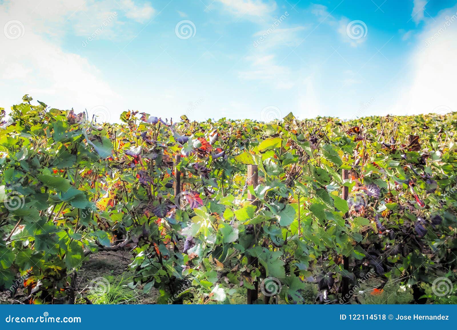 Vineyards of France stock photo. Image of france, fresh - 122114518