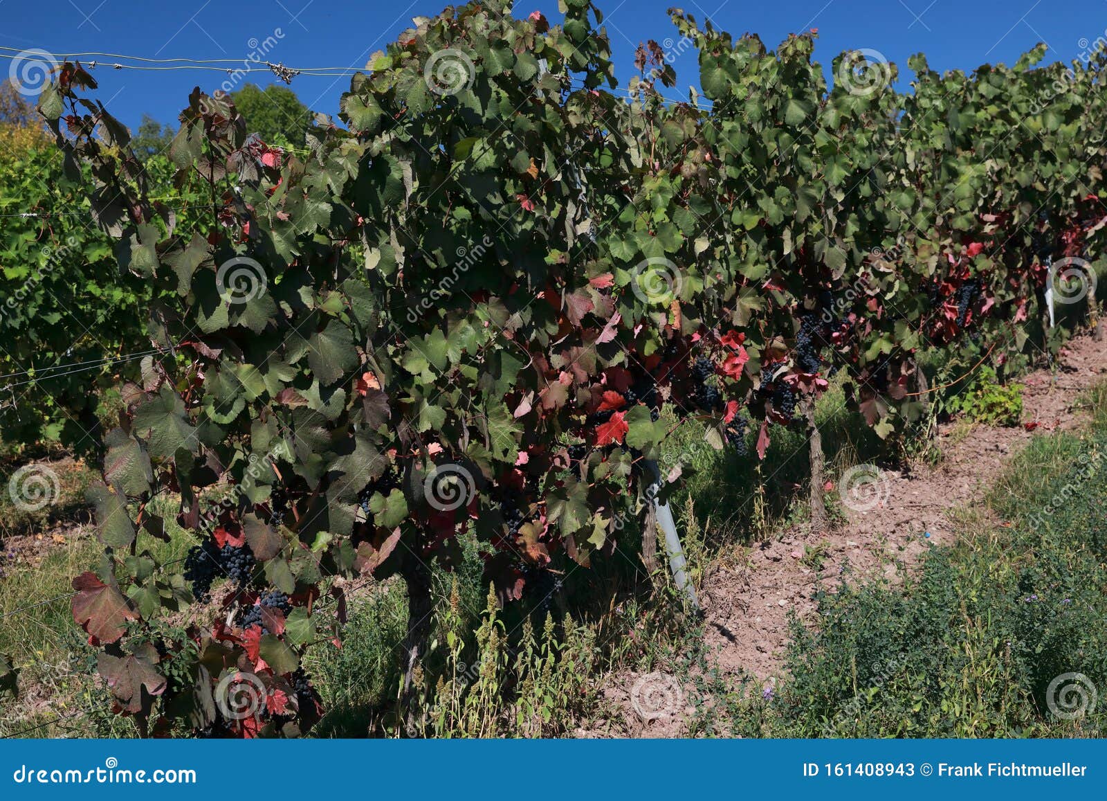 vineyards, grapevines at the st. remigius chapel, germany