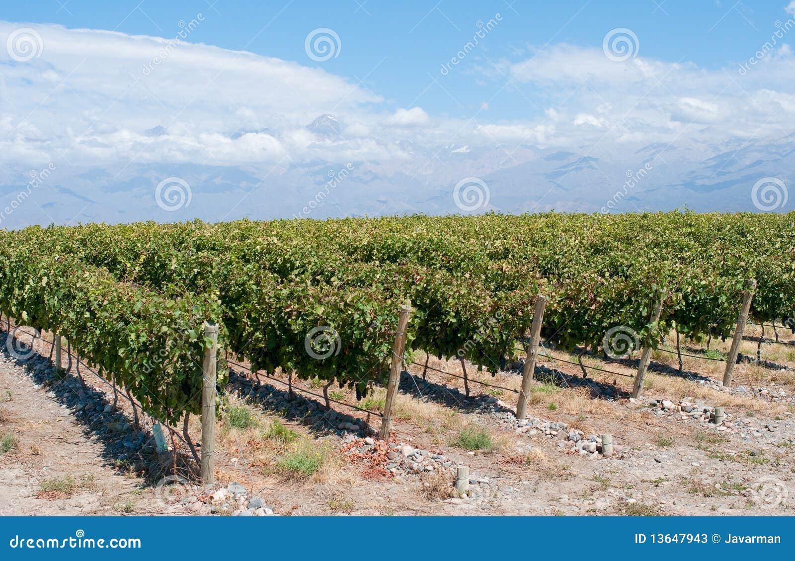 vineyards of mendoza, argentina