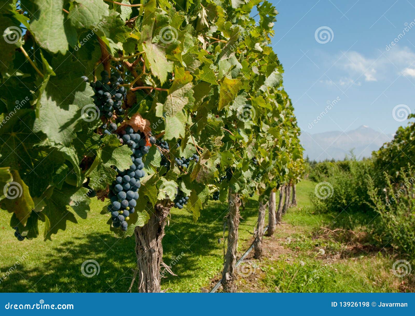 vineyards of mendoza, argentina