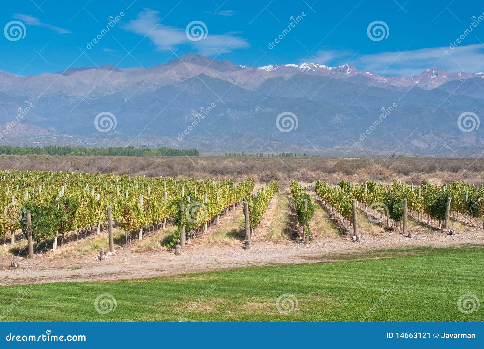 vineyards of mendoza, argentina