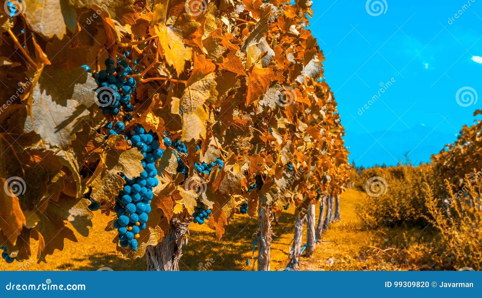 vineyards of mendoza in autumn colors, argentina