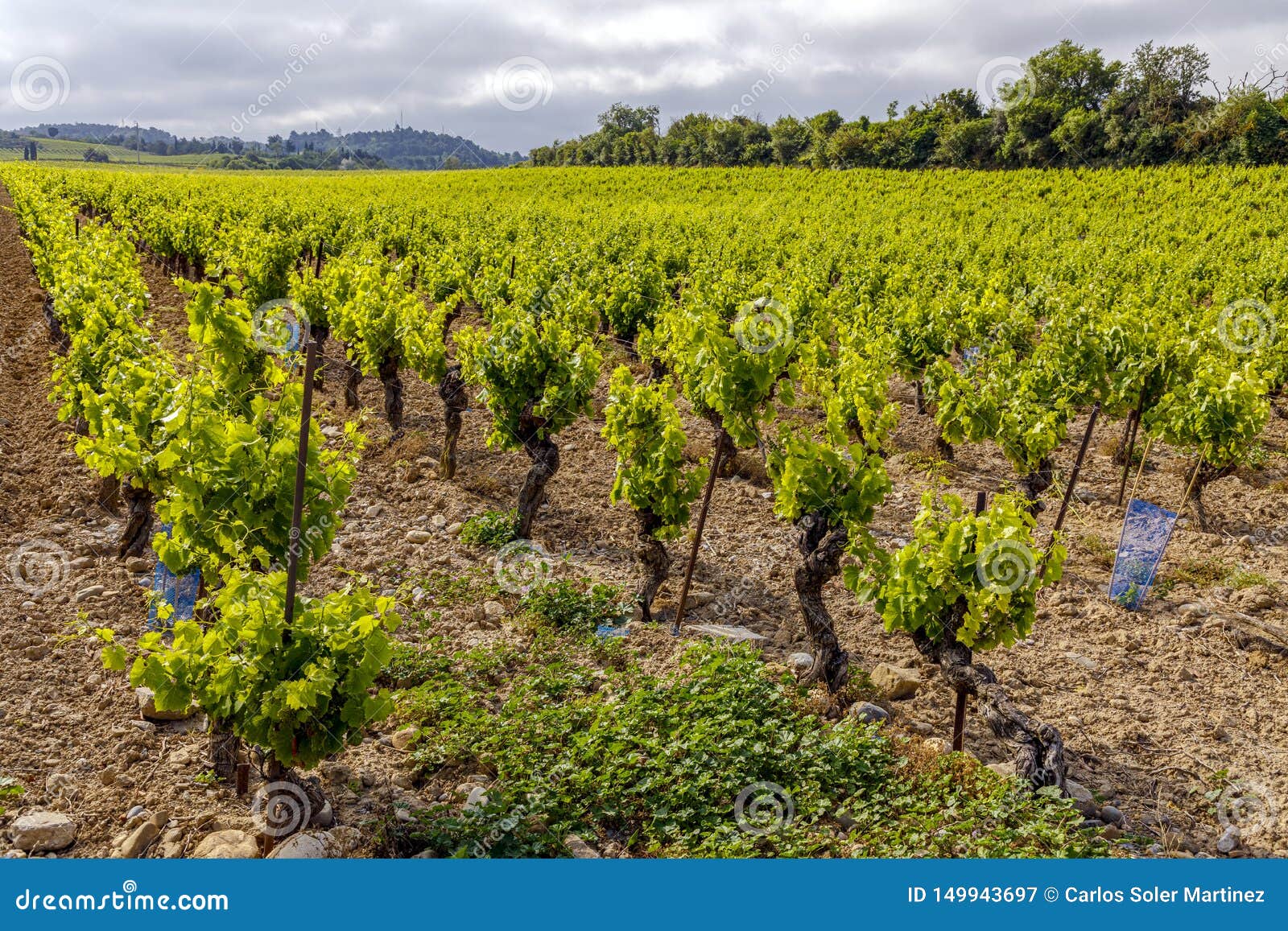Vineyards Near Carcassonne Aude Languedoc-Roussillon France at Summer ...