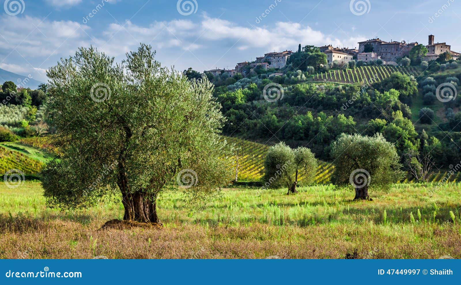 Vineyards and Olive Groves in Tuscany Stock Image Image of grape