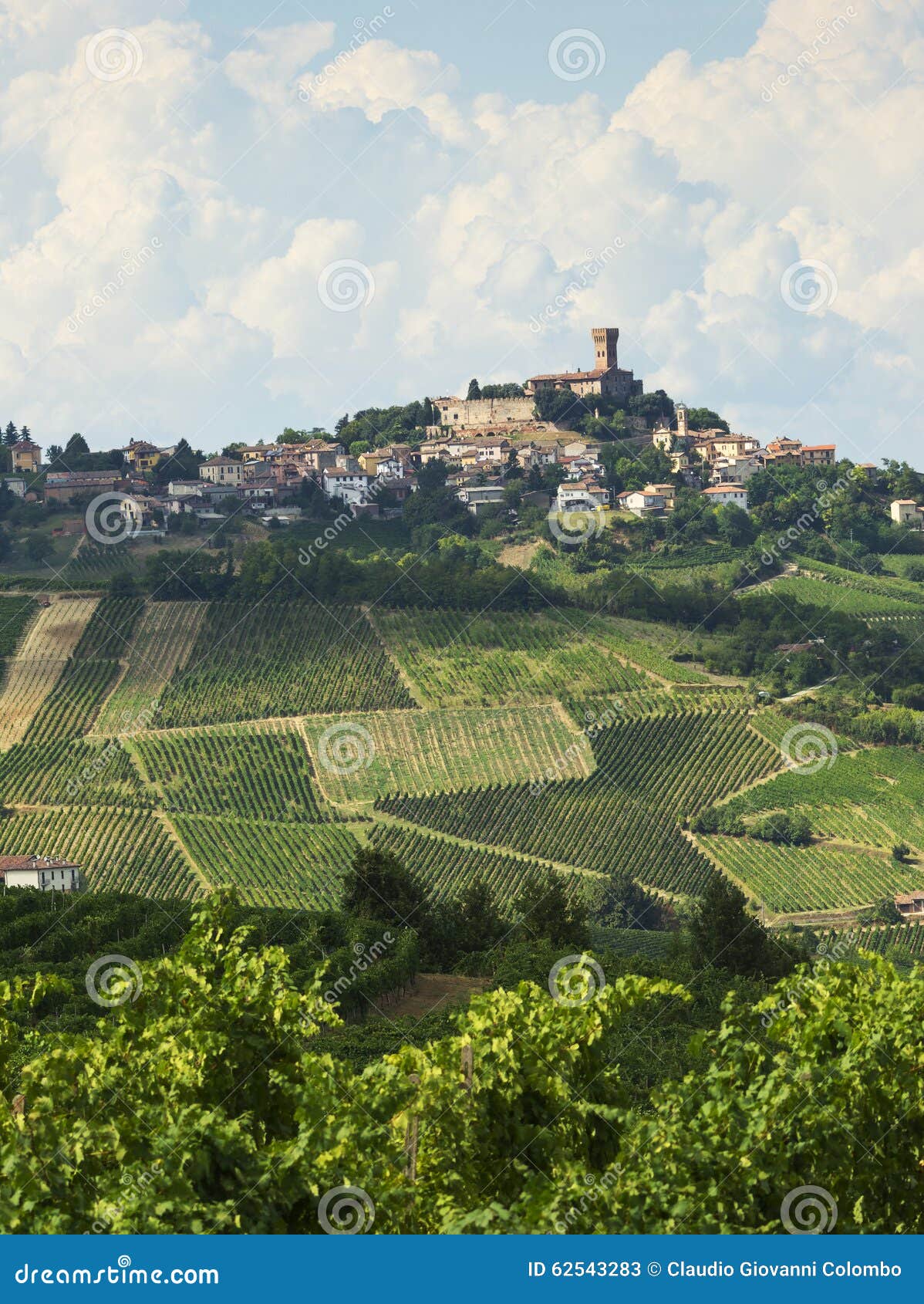 vineyards in oltrepo pavese (italy)