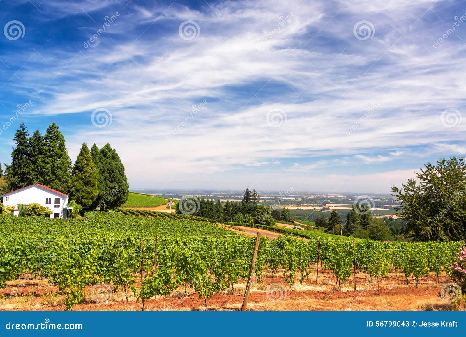 Vineyards in Oregon stock image. Image of oregon, countryside 56799043