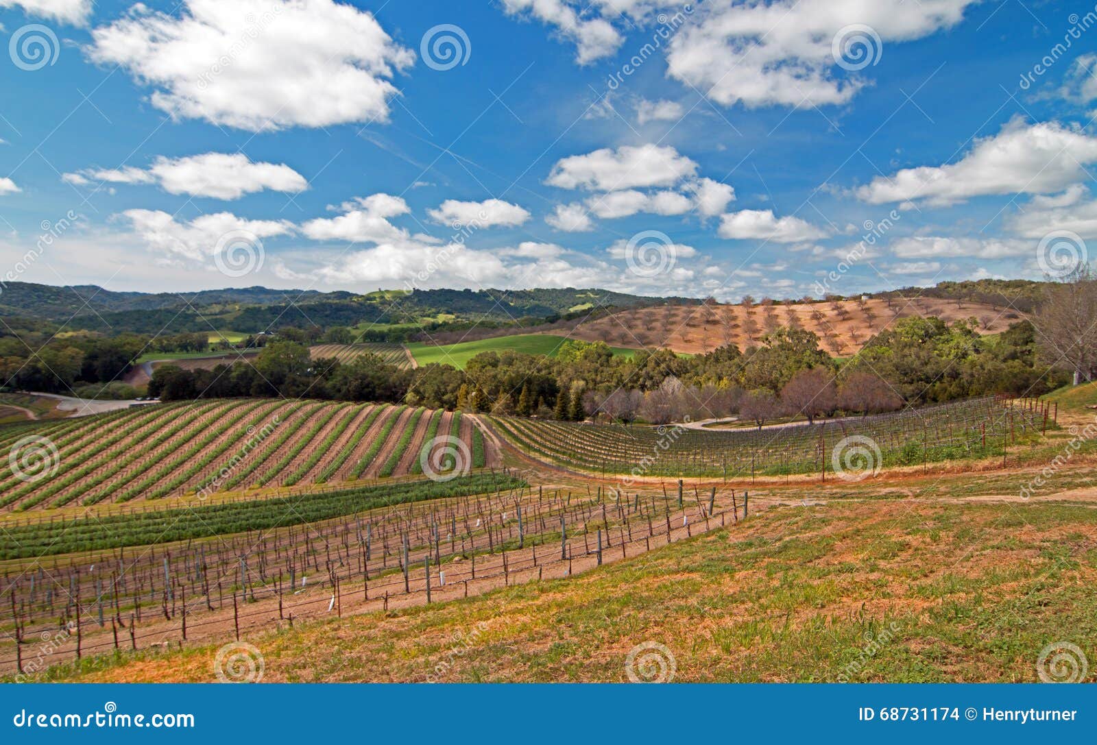 vineyards in paso robles wine country scenery