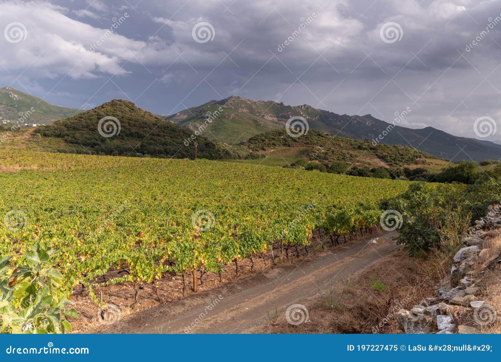 vineyards of patrimonio, wine producing area of corsica, france.