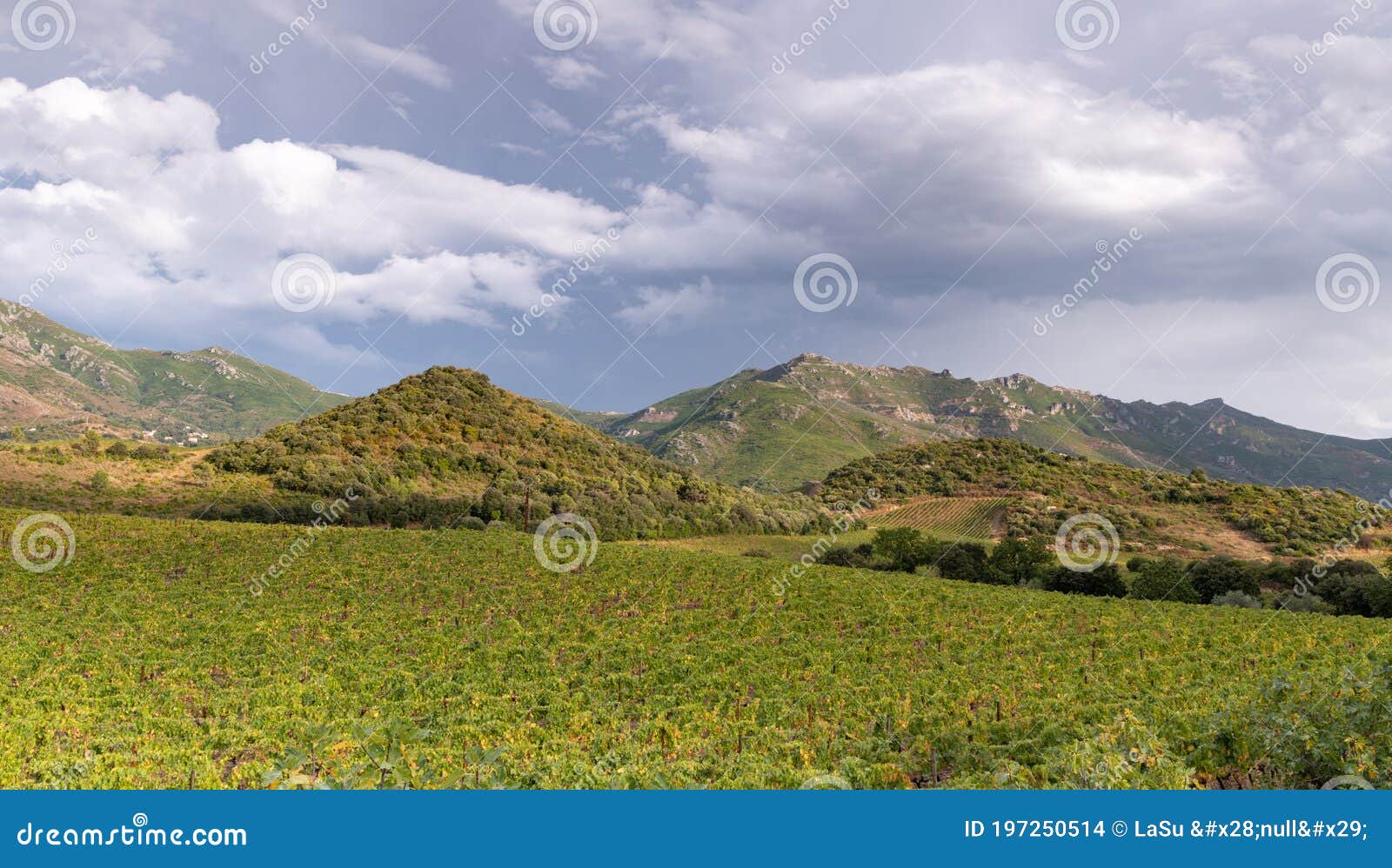 vineyards of patrimonio, wine producing area of corsica, france.