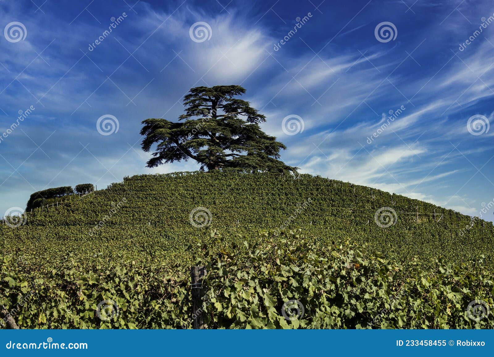 The Vineyards in the Piedmontese Langhe in Autumn Stock Image Image