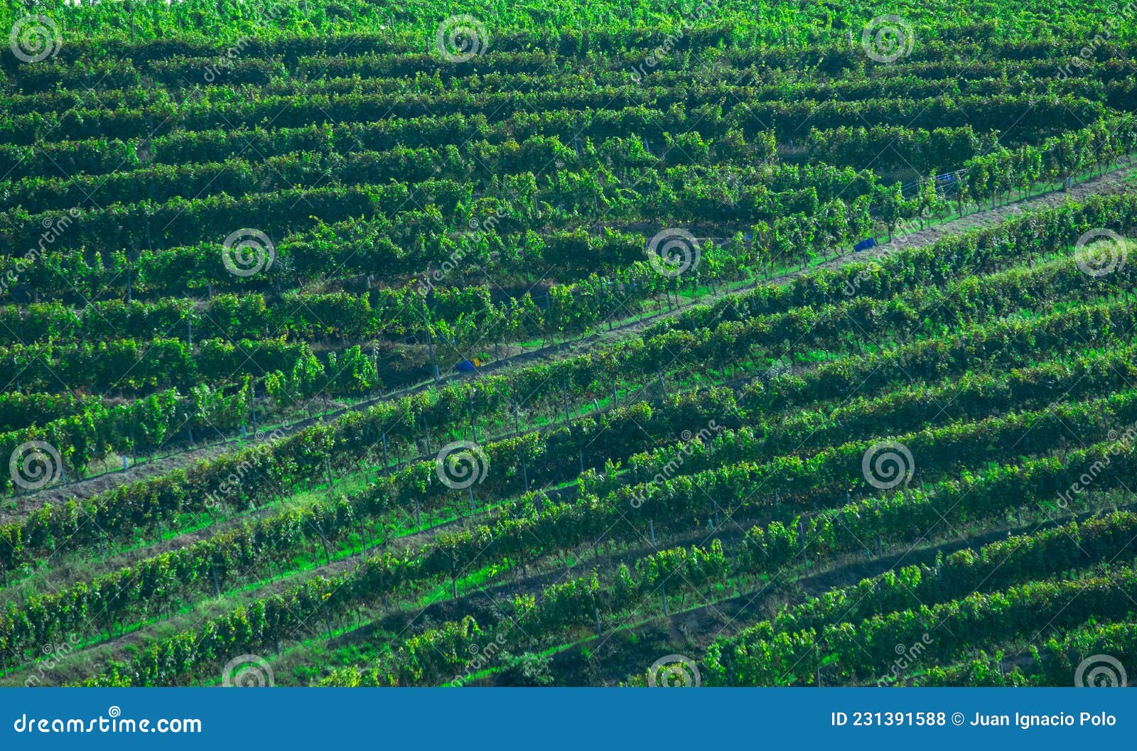 vineyards for the production of txakoli in the talaia mountain, town of zarautz, basque country