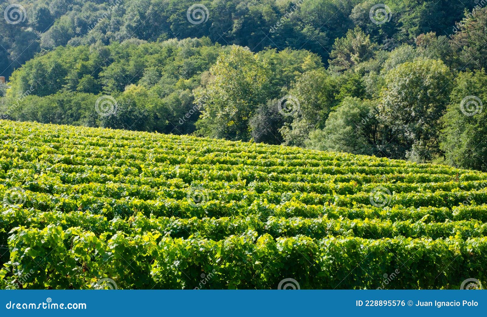 vineyards for the production of txakoli in the talaia mountain, town of zarautz, basque country