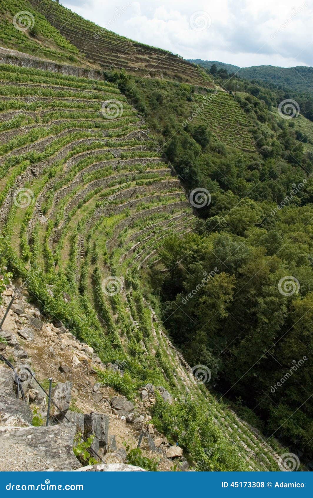 vineyards of ribeira sacra