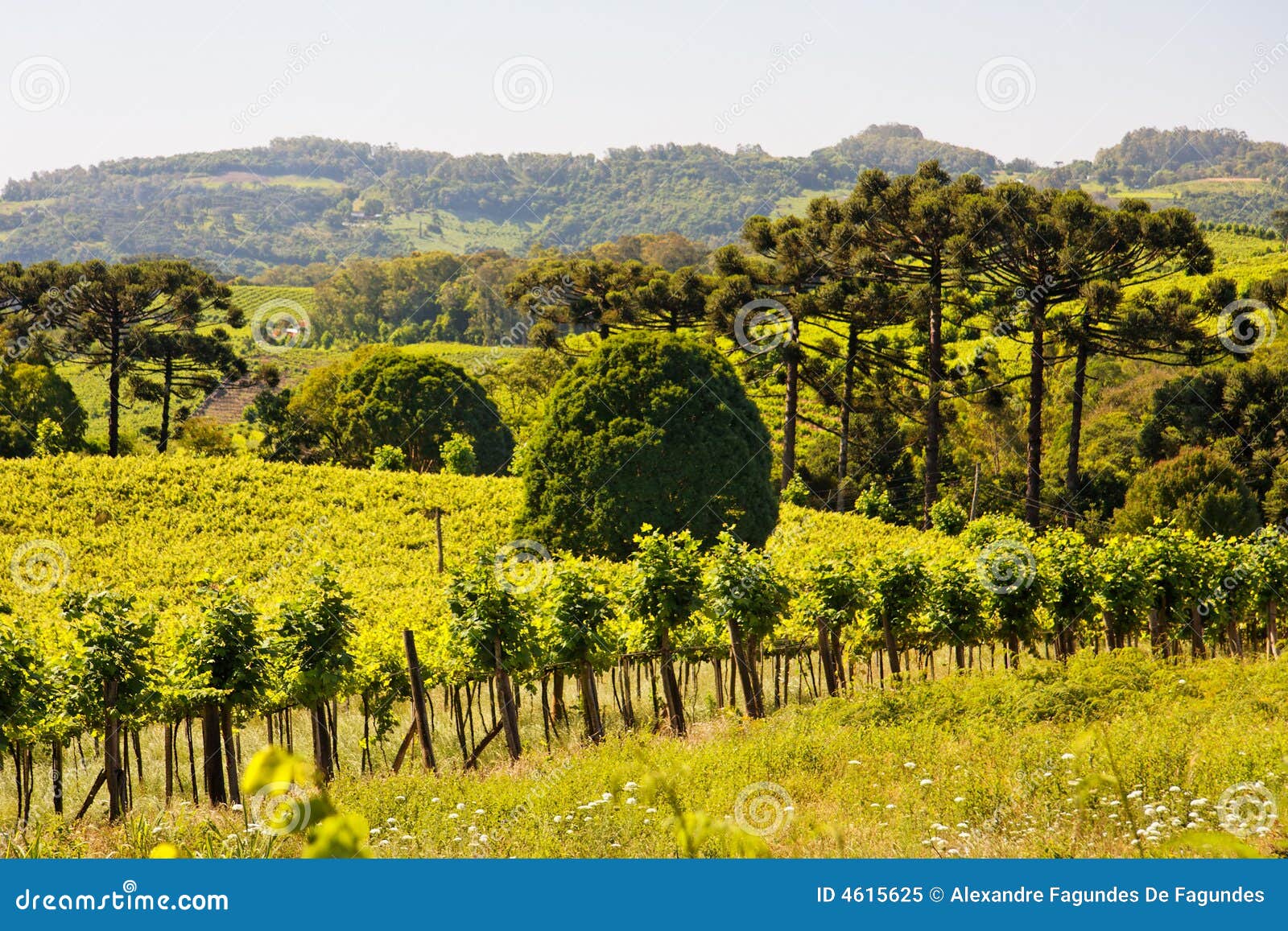 vineyards in rio grande do sul