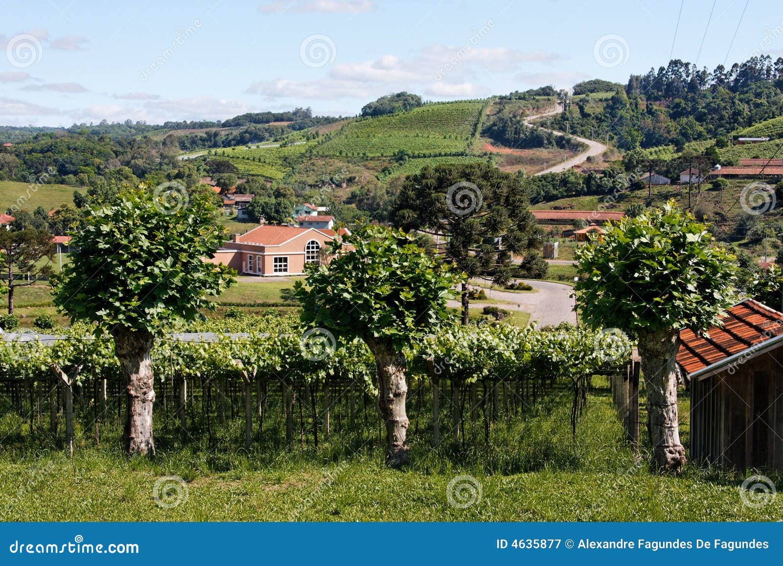 vineyards in rio grande do sul