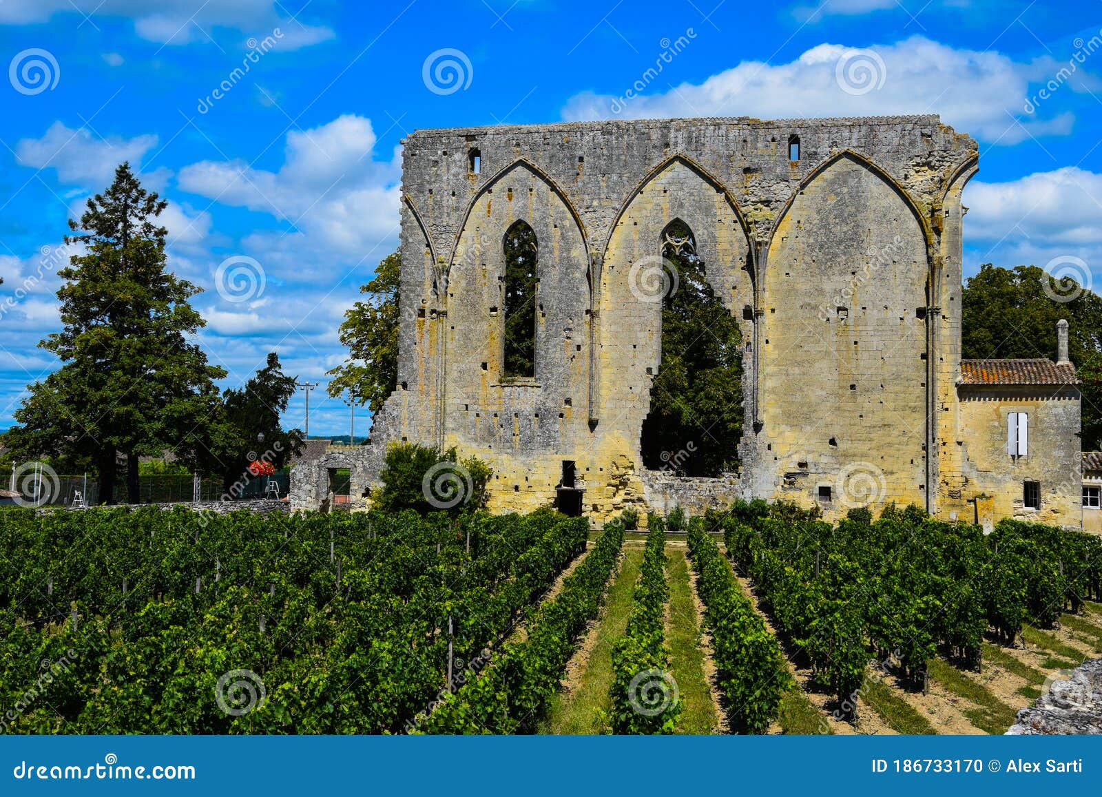 the vineyards of saint-Ãâ°milion a few days before the harvest