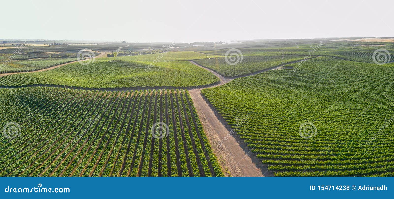 vineyards scenics panorama aerial view
