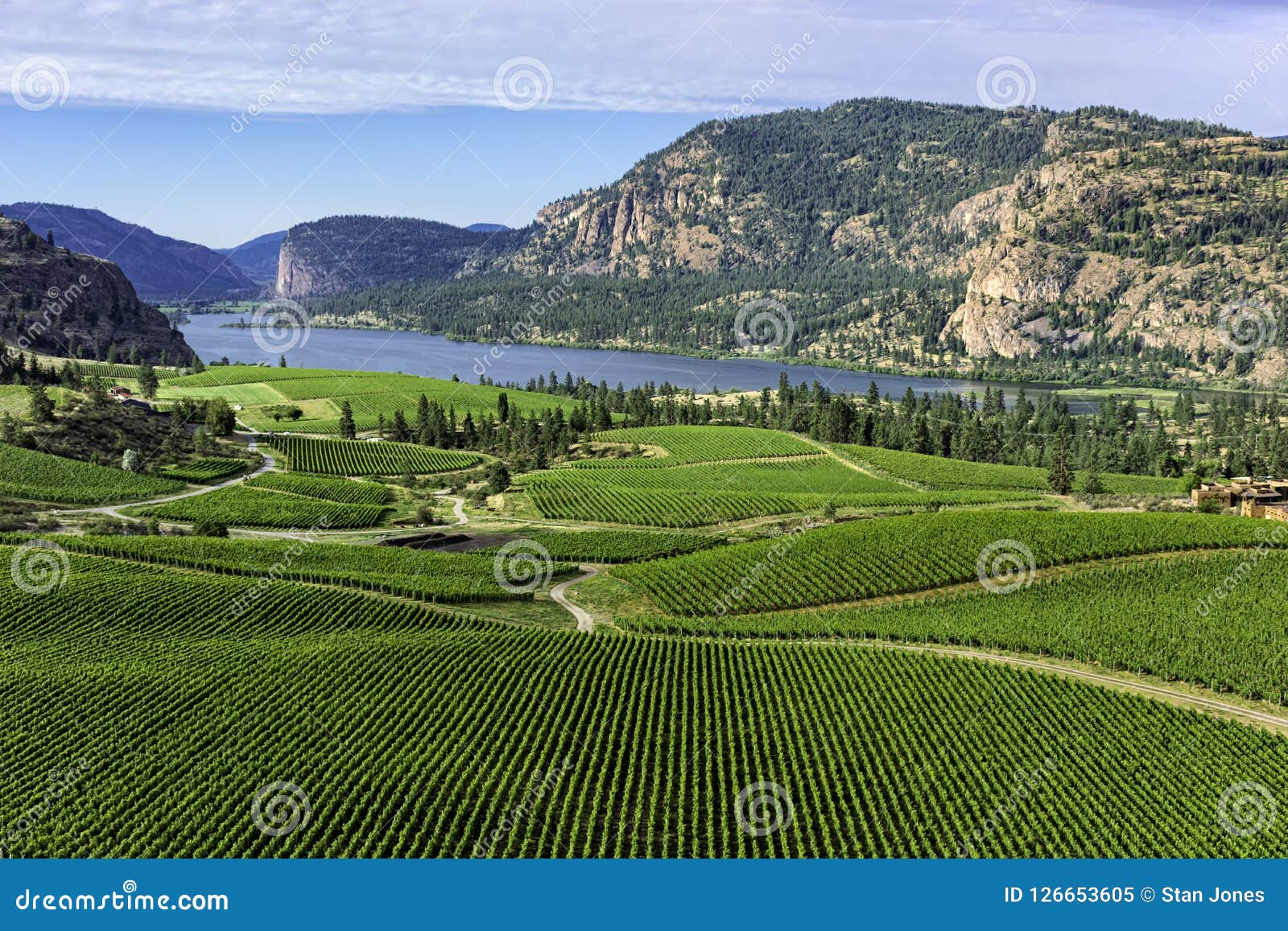 vineyards in the south okanagan near pentiction british columbia canada with vaseux lake in the background