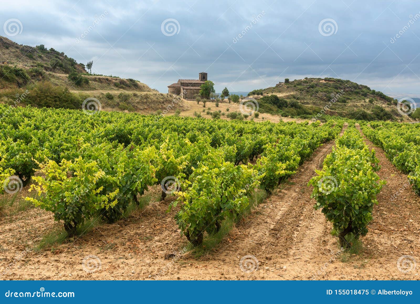 vineyards in summer with santa maria de la piscina chapel as background, la rioja, spain