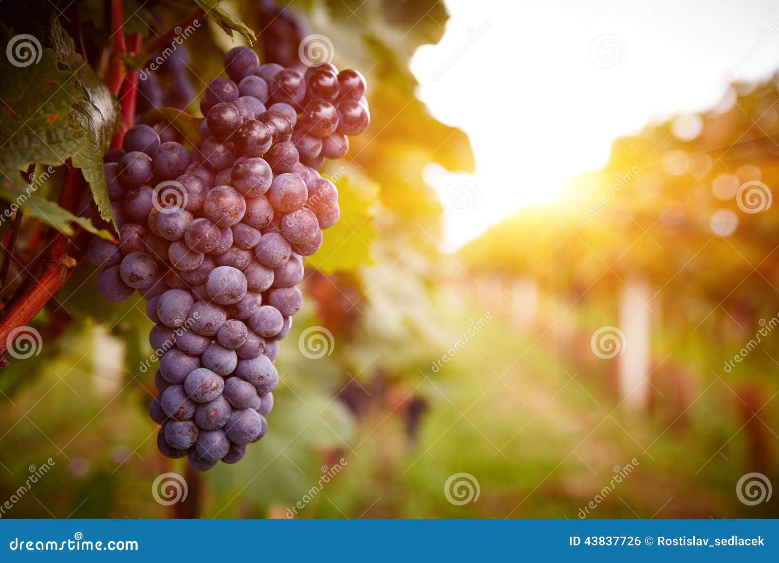 vineyards at sunset in autumn harvest