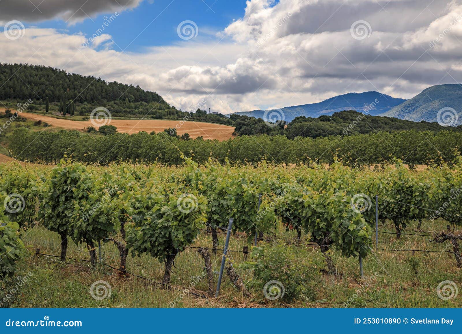 vineyards in a valley near pamplona and the sierra del perdon in northern spain