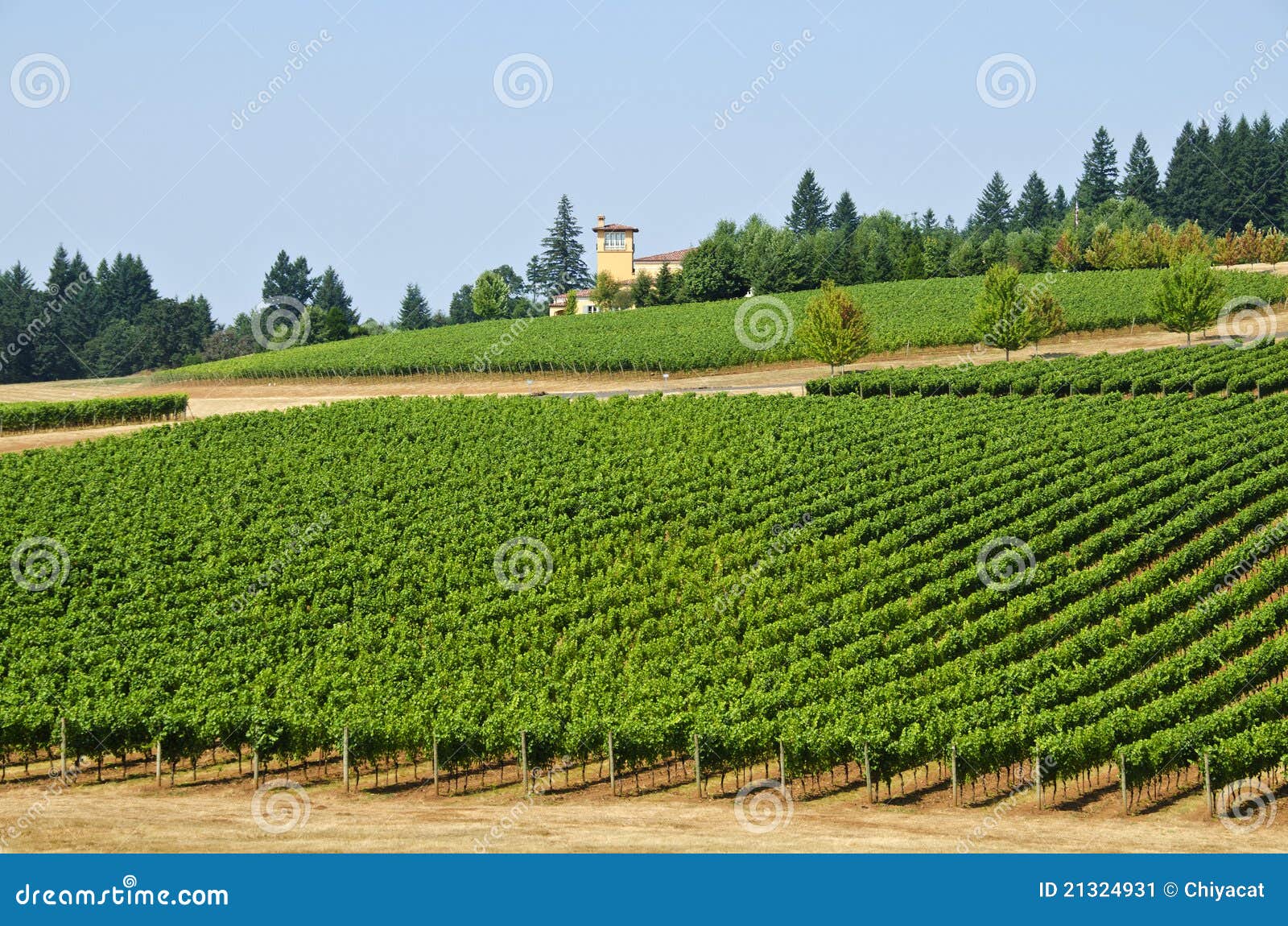 vineyards in the willamette valley oregon