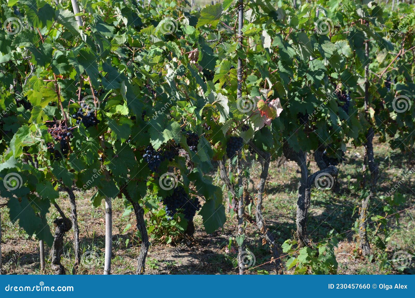 Vineyards, wine production stock photo. Image of sunlight 230457660