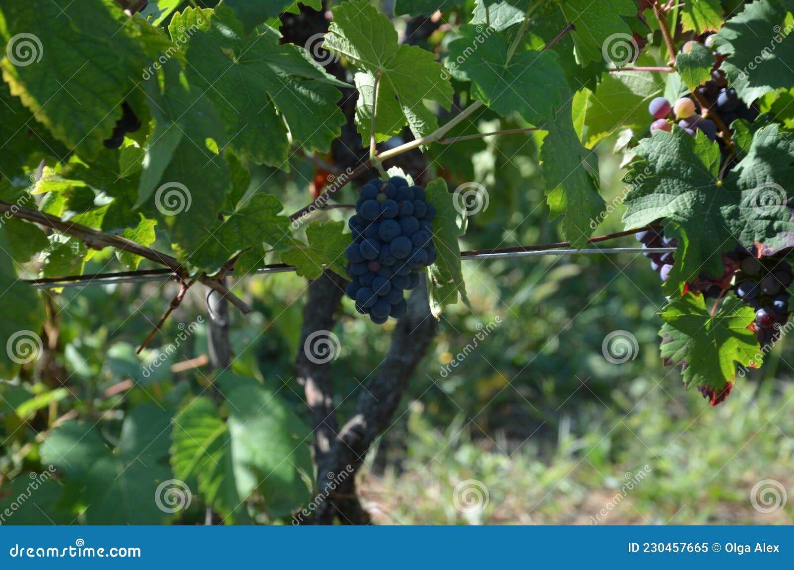 Vineyards, wine production stock image. Image of farming 230457665