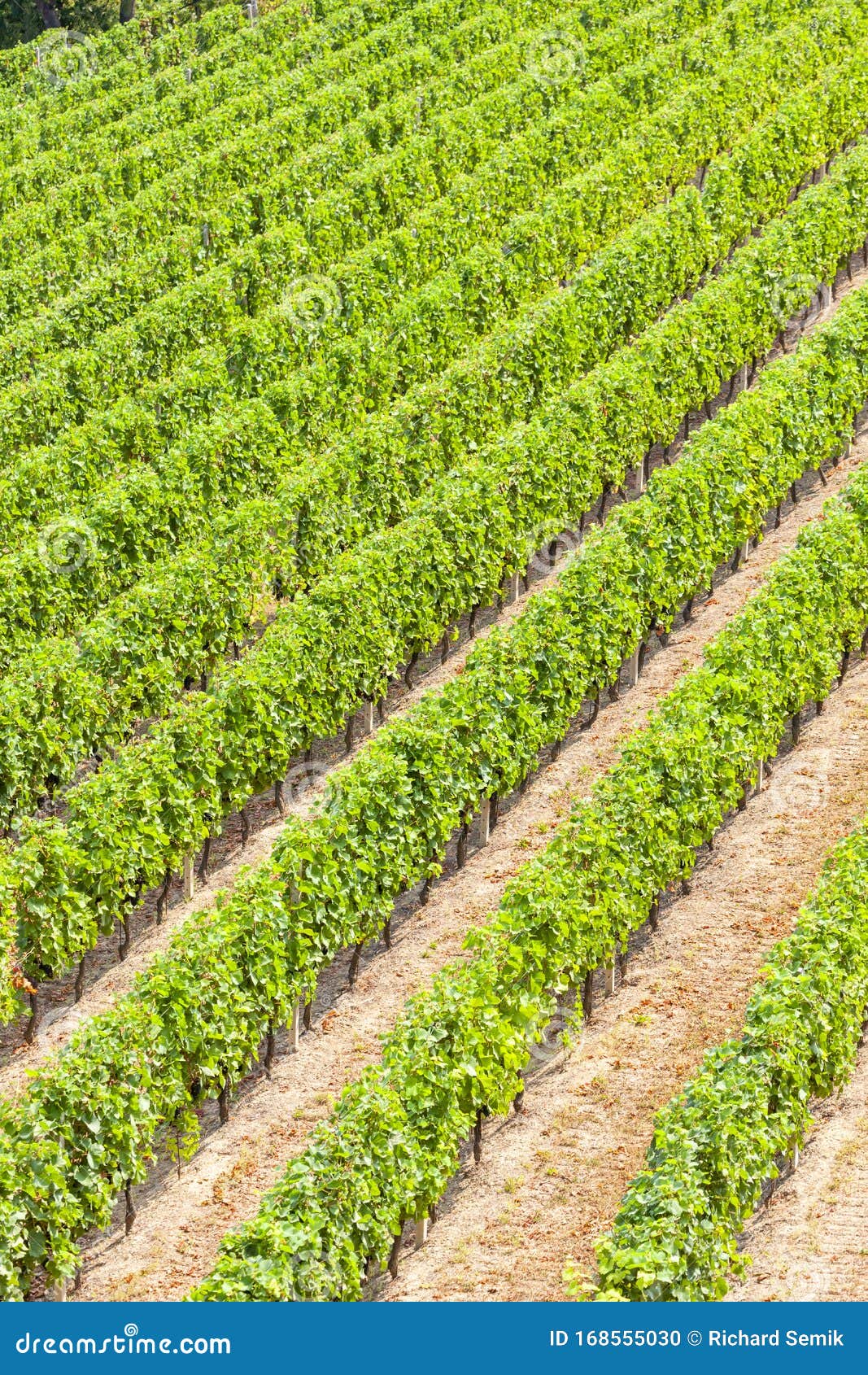 Vineyards in the Wine Region Languedoc-Roussillon, Roussillon, France ...