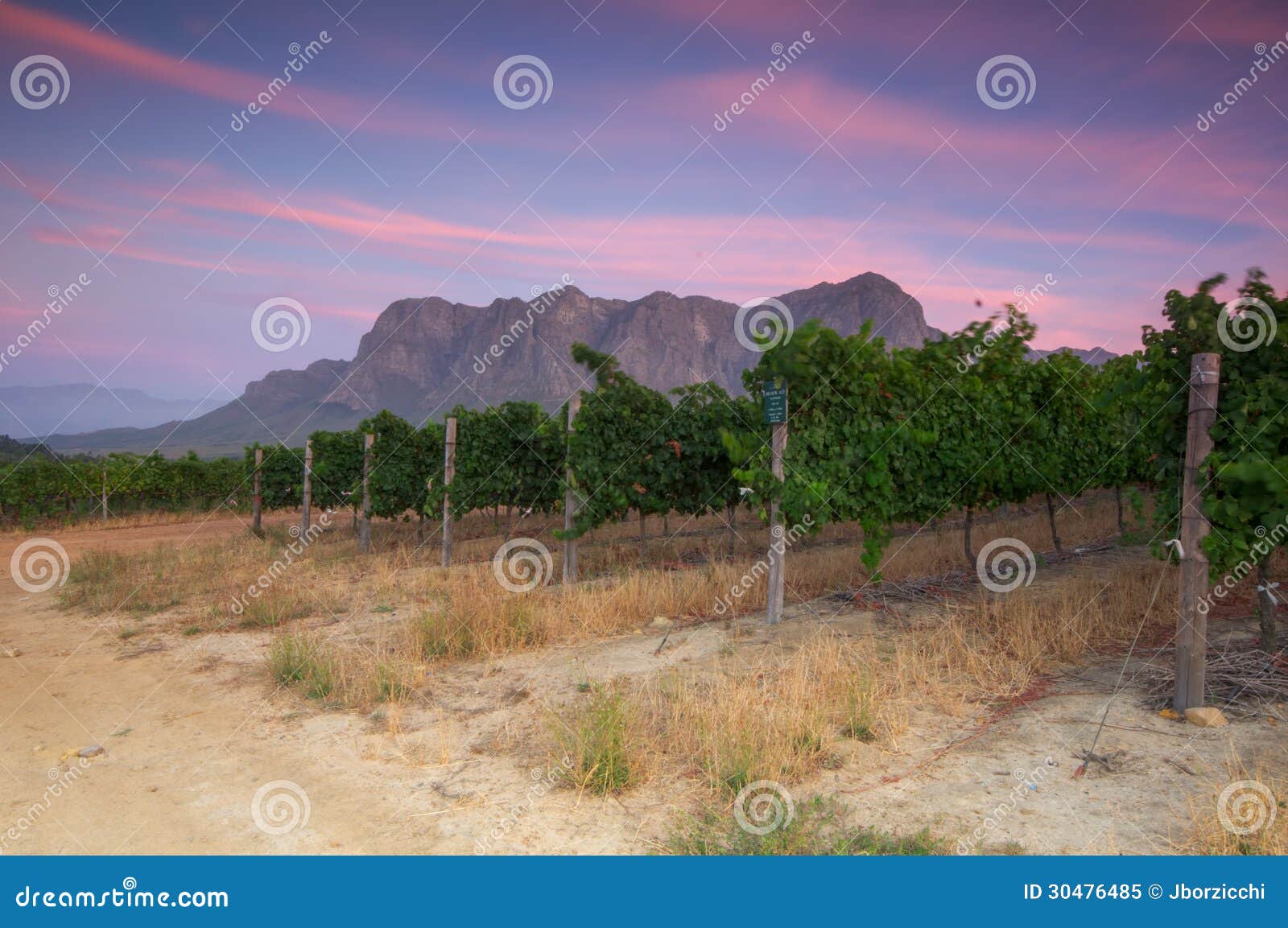 Vingårdar runt om Stellenbosch, västra udde, Sydafrika, Afric. Solnedgång över en vingård med tabellberget i bakgrunden, Stellenbosch, udde Winelands, västra udde, Sydafrika