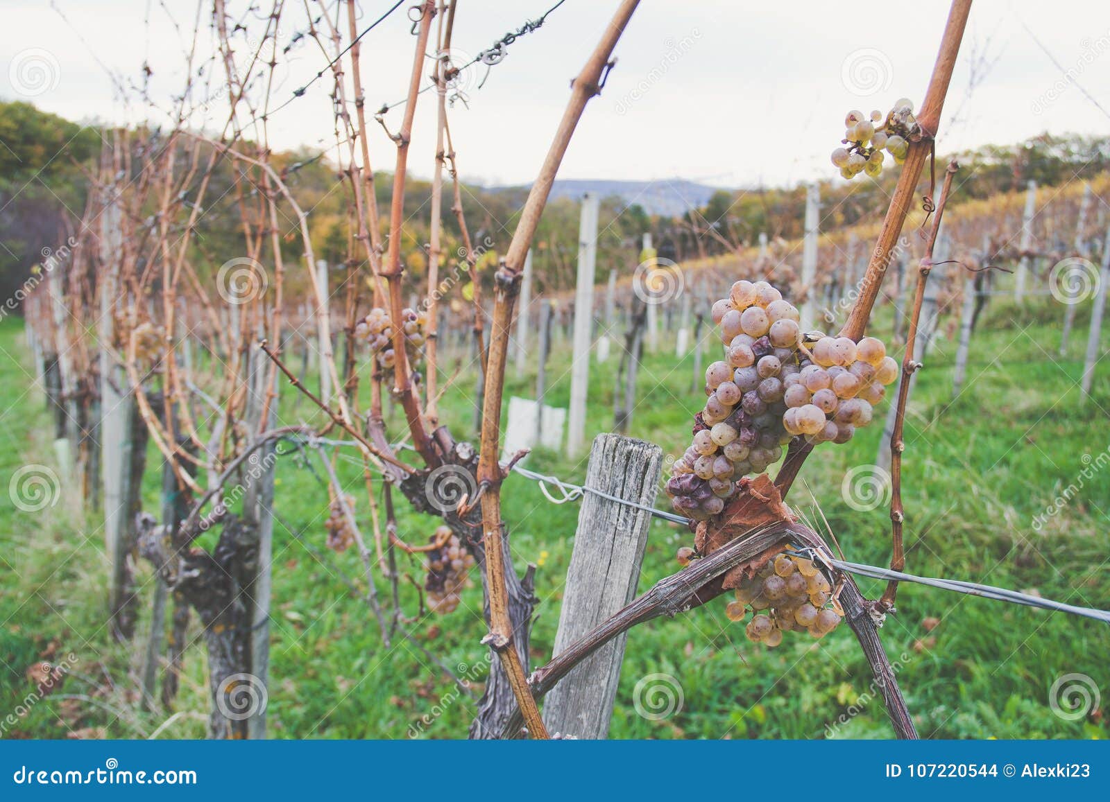 Vingårddruvor. Druvor i en vingård nära Kloech, Österrike