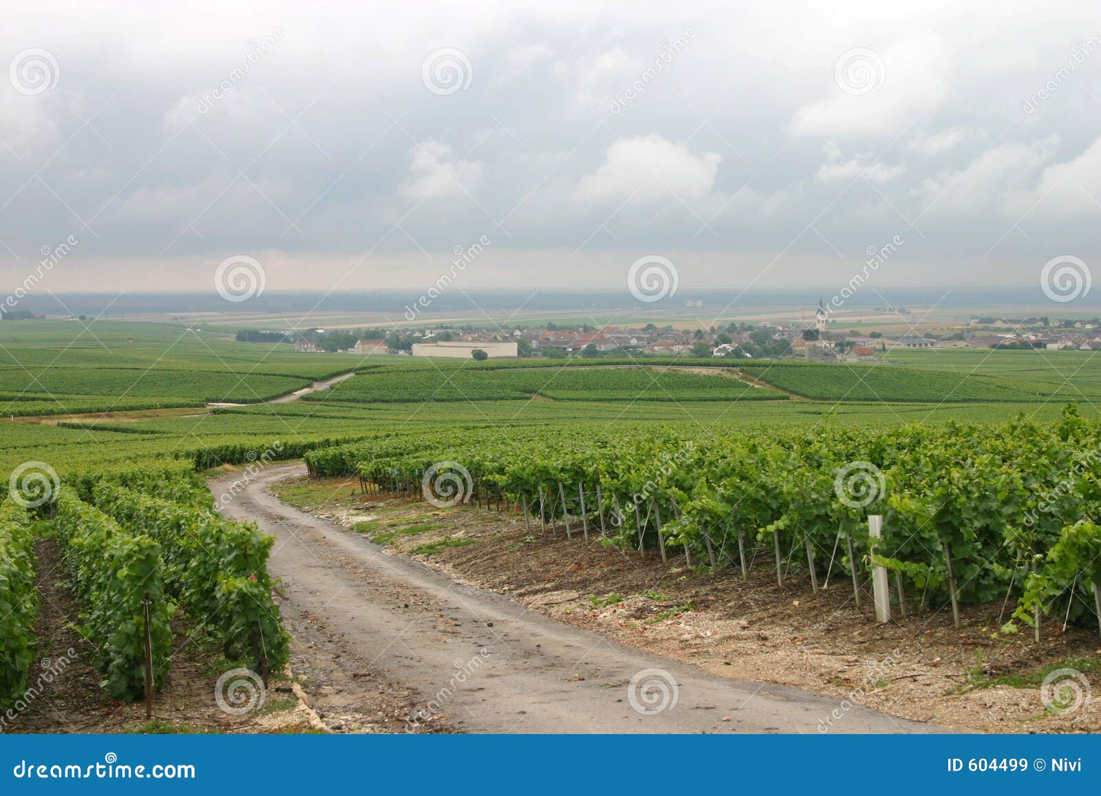 Vinhedo em France. Estrada através do vinhedo em Champagne, France