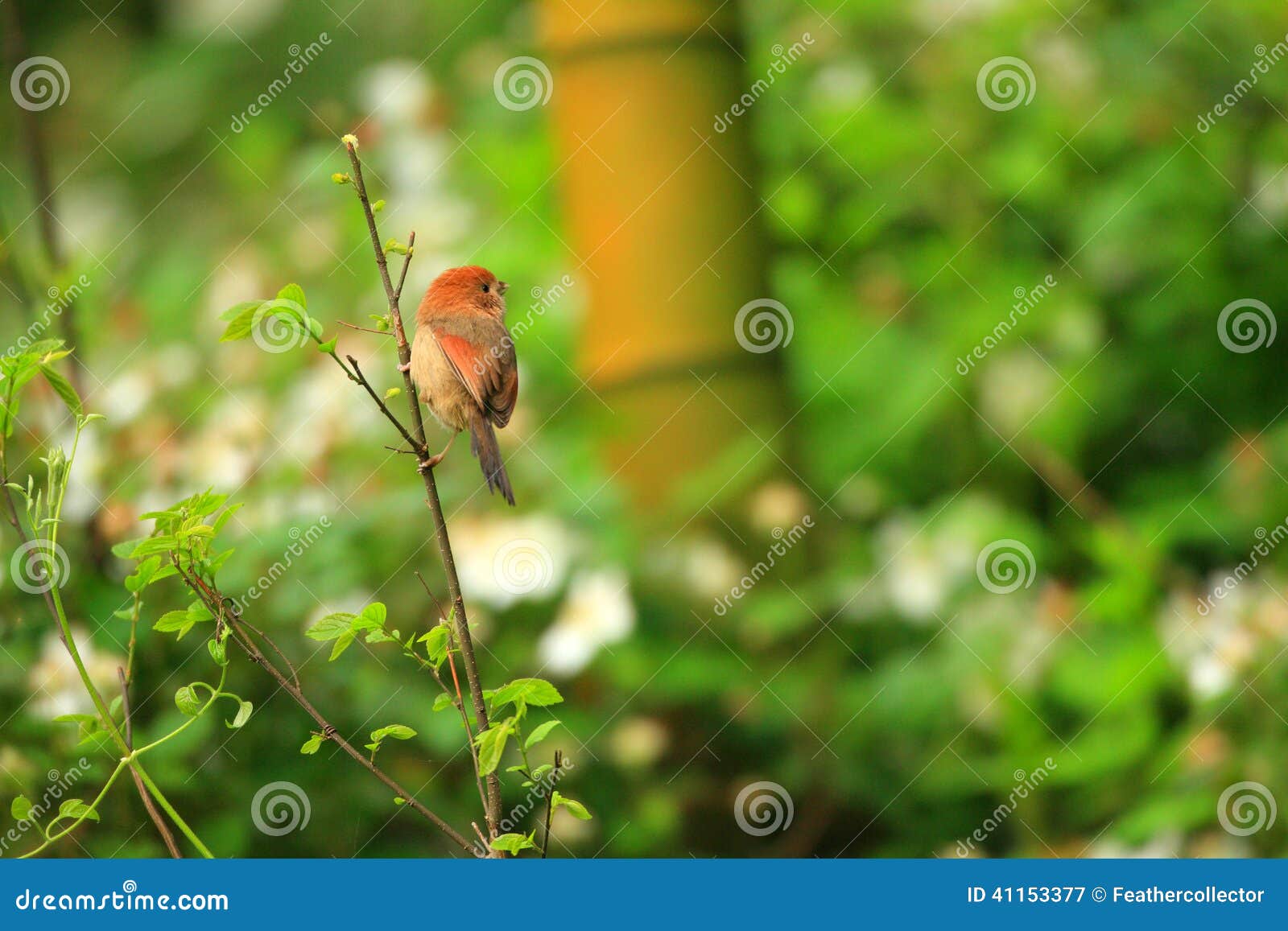 vinous-throated parrotbill