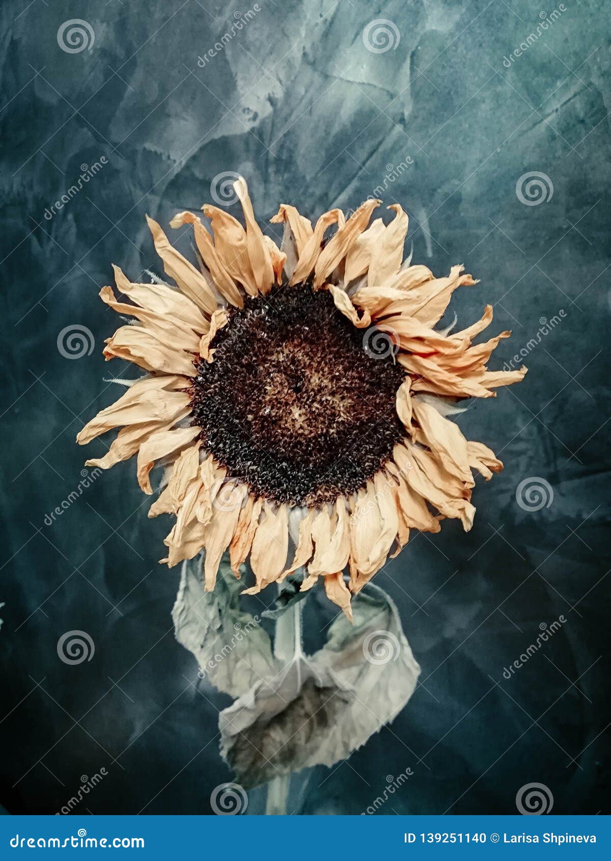 Download Yellow Vintage Aesthetic Image Of Sunflower Wallpaper  Wallpapers com