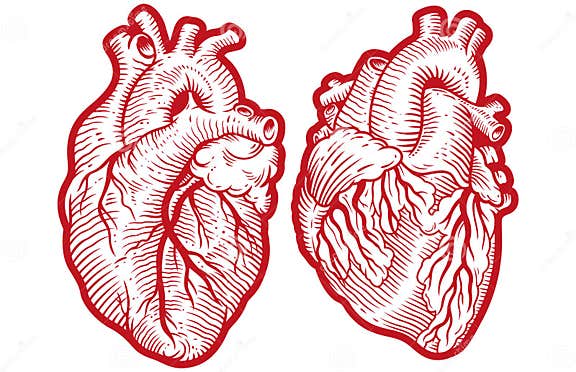 Vintage Anatomical Engraving Style Human Hearts Vector Illustration ...