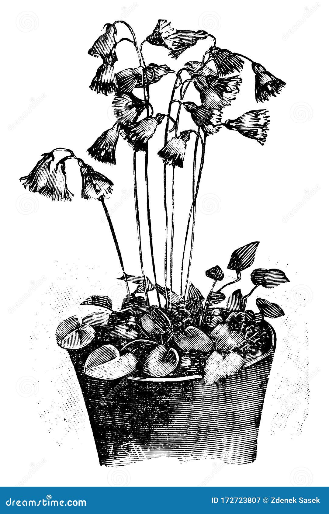 Vintage Antique Line Art Illustration, Drawing or Vector Engraving of  Blooming Soldanella Alpina or Snowbell Flower in Stock Vector -  Illustration of antique, flora: 172723807