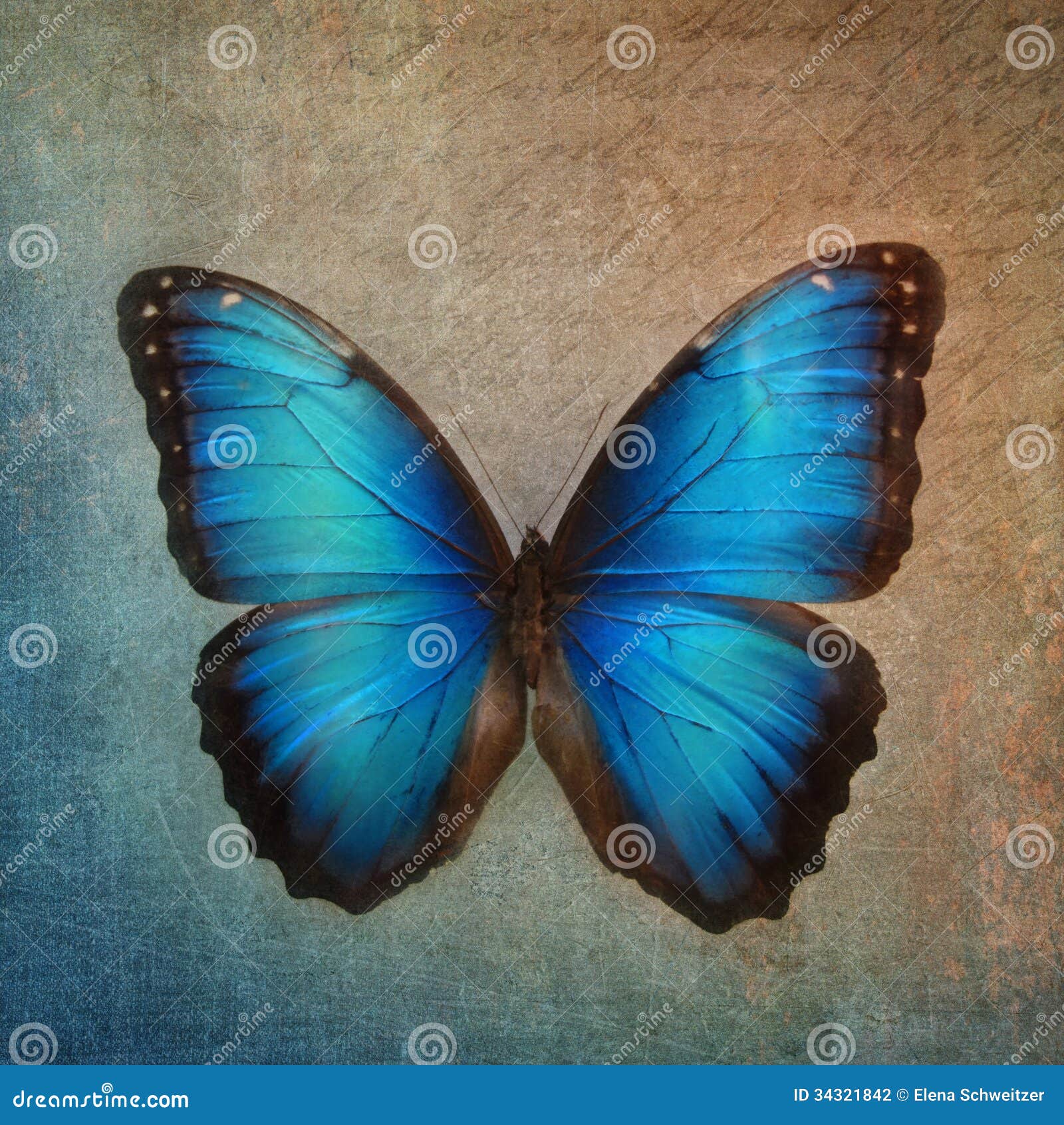 Vintage Background with Butterfly Stock Photo Image of color