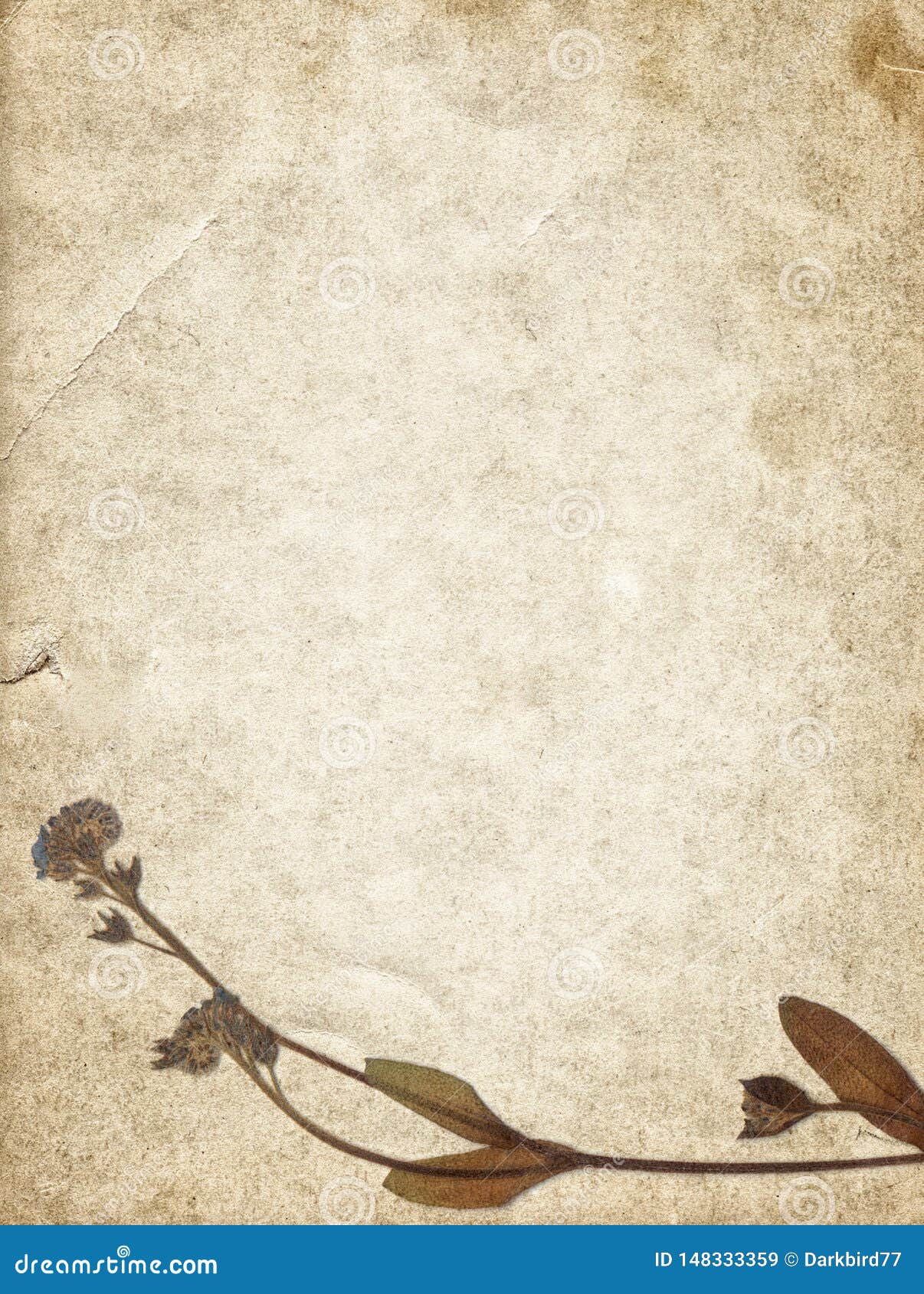 Photo of dried flowers on textured paper (2478084)