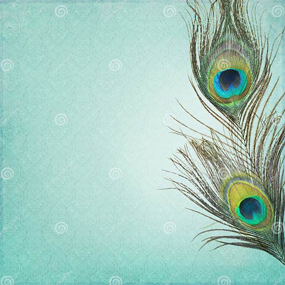 Vintage Background with Peacock Feathers Stock Photo - Image of ...