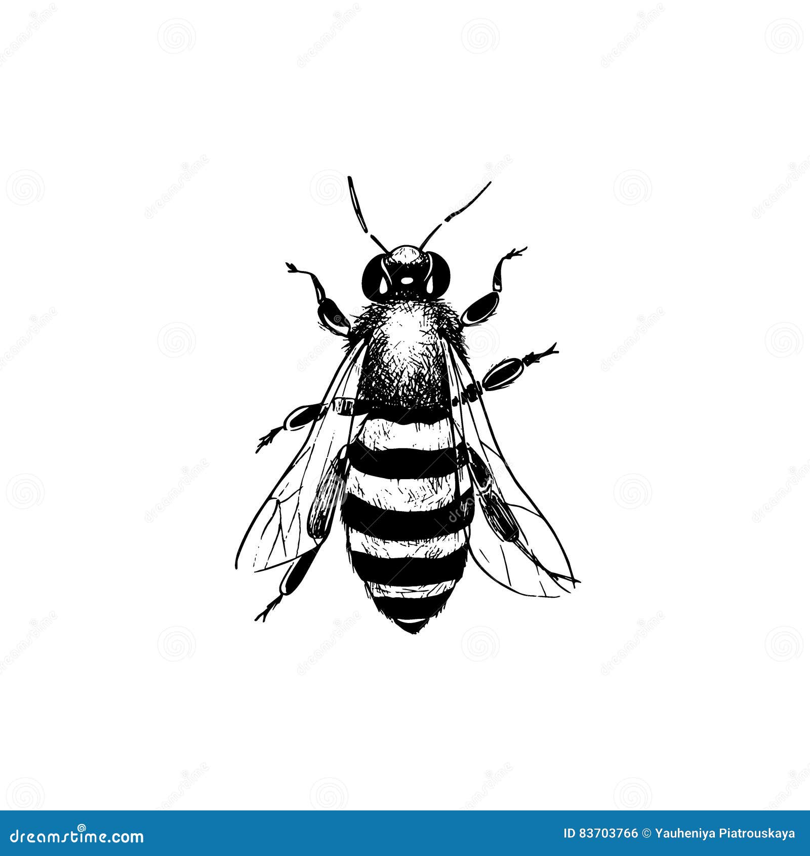 Honey Bee Vintage Vector Drawing Hand Drawn Isolated Insect Sketch Color  Illustrations Great For Logo Icon Label Packaging Design Vector  Illustrate Royalty Free SVG Cliparts Vectors And Stock Illustration  Image 133624151