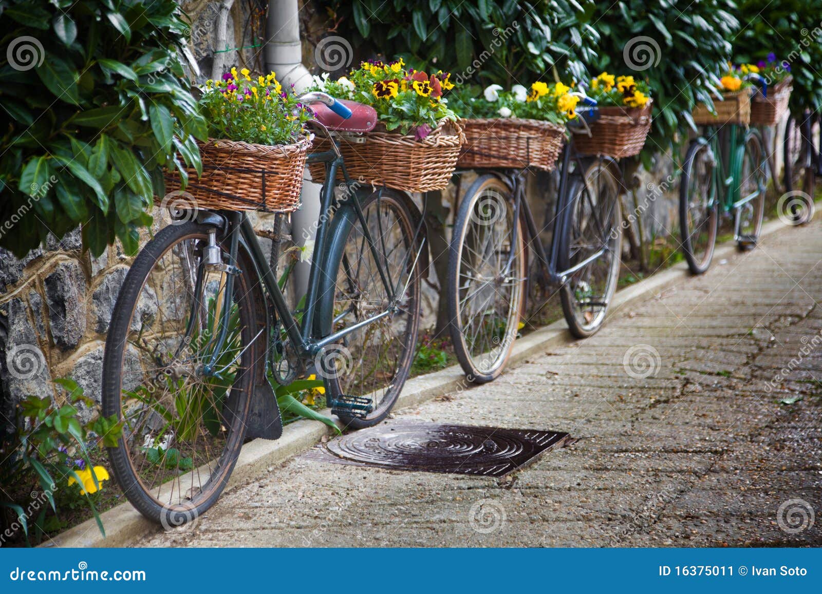 old bicycles with flowers