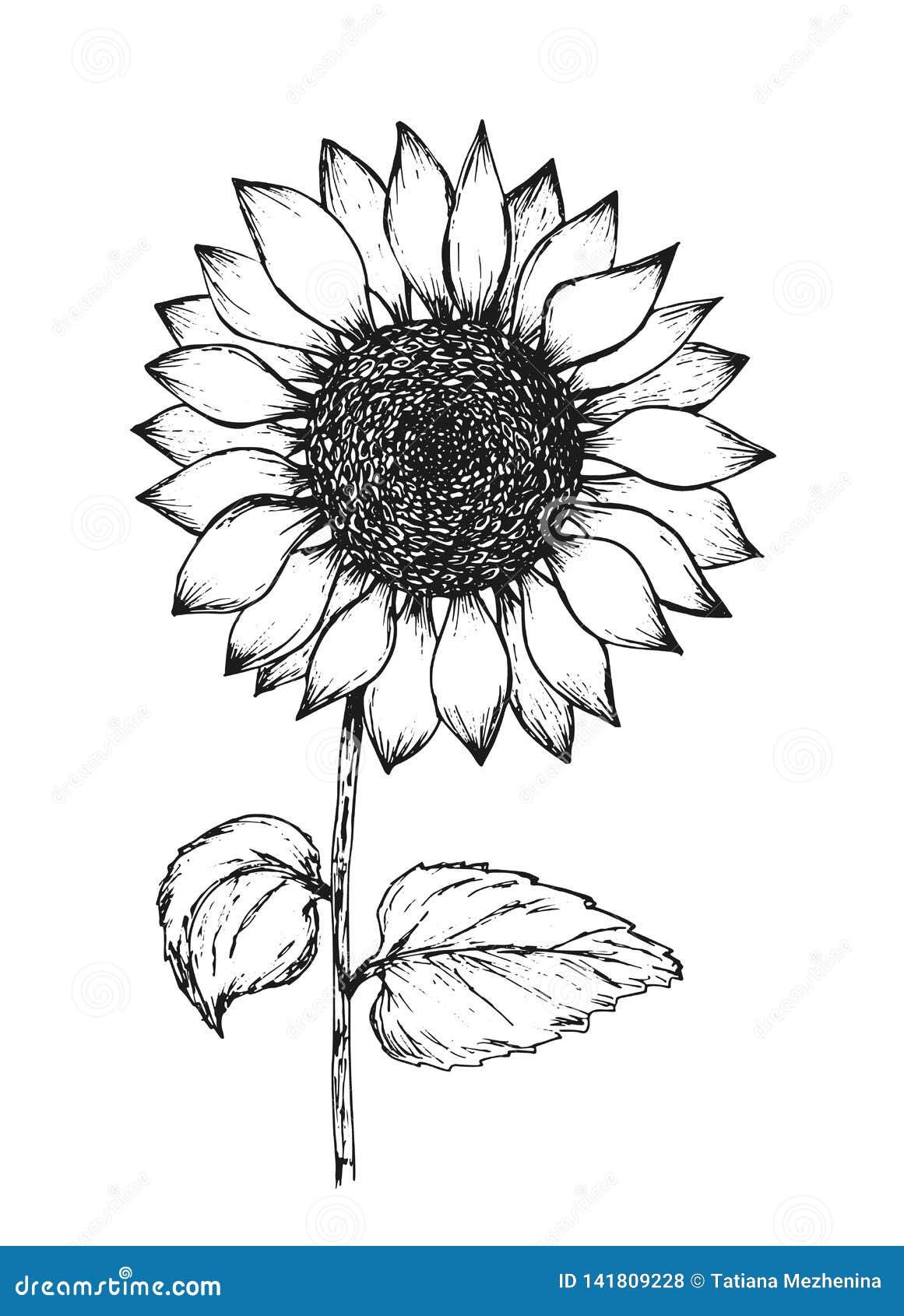 Sunflower drawing by Keiraaa1207 on DeviantArt
