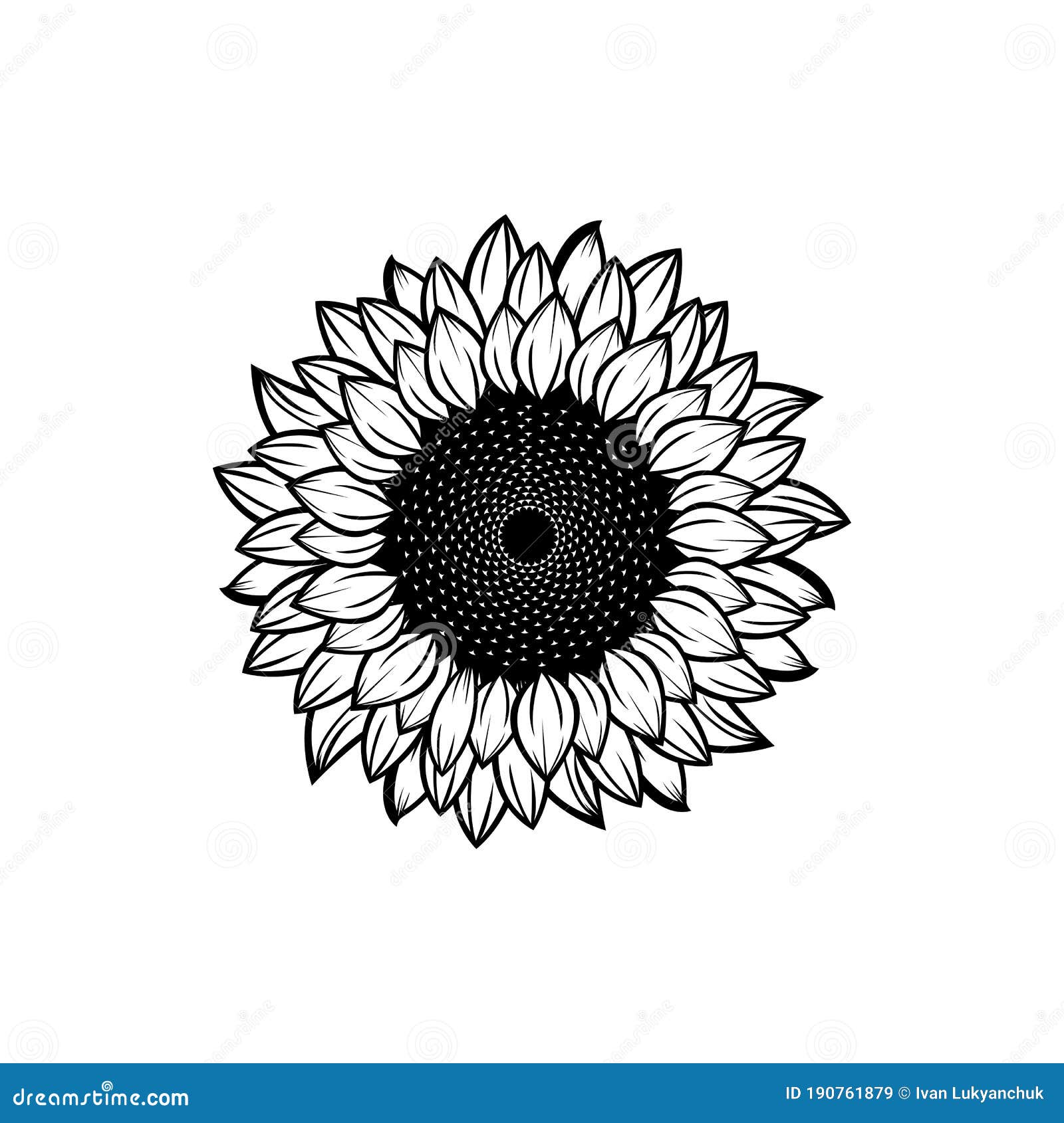 Vintage black and white blooming sunflower flowers concept on white backg.....