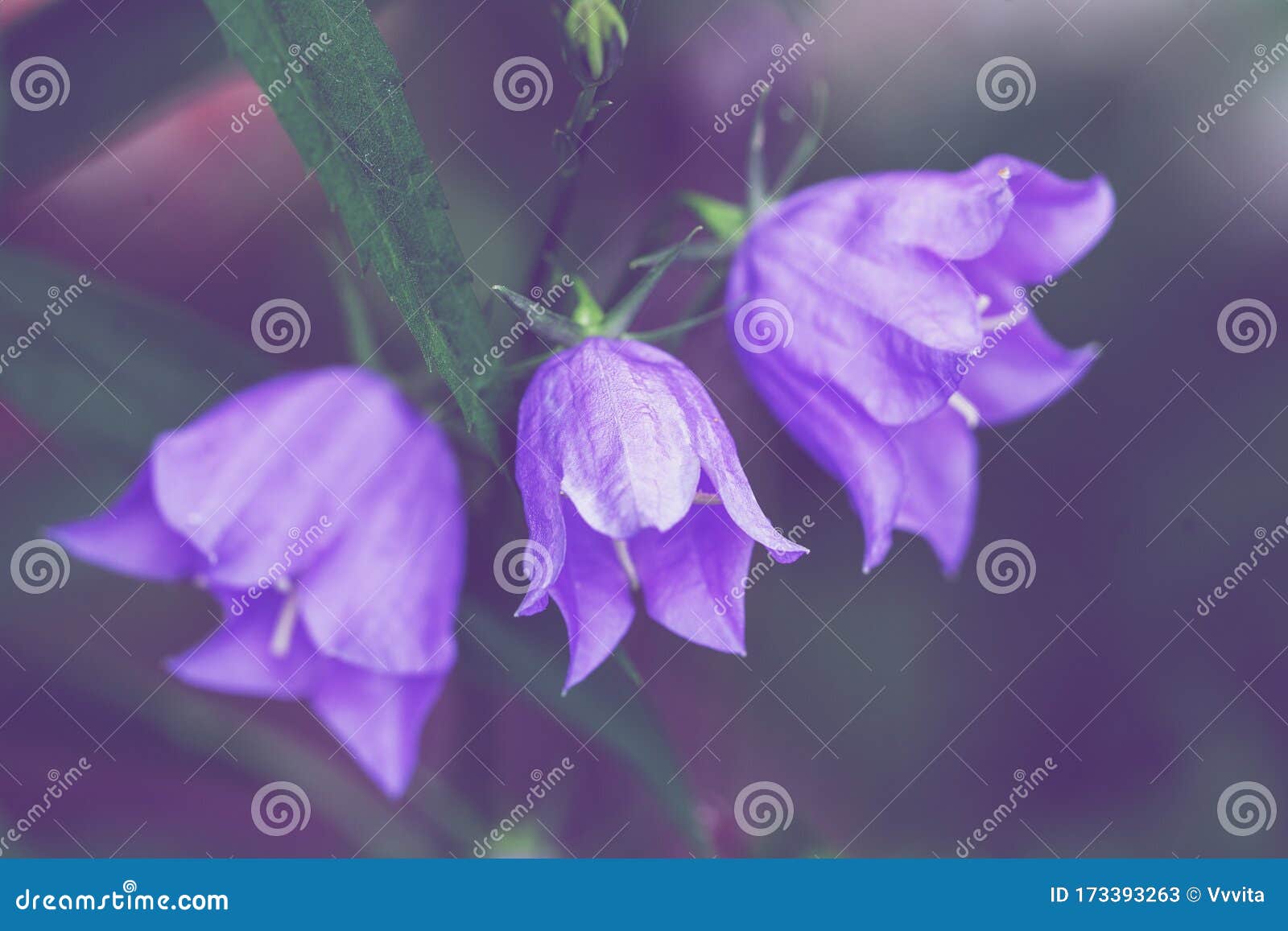 Vintage blue bell flowers stock image. Image of flowering 173393263