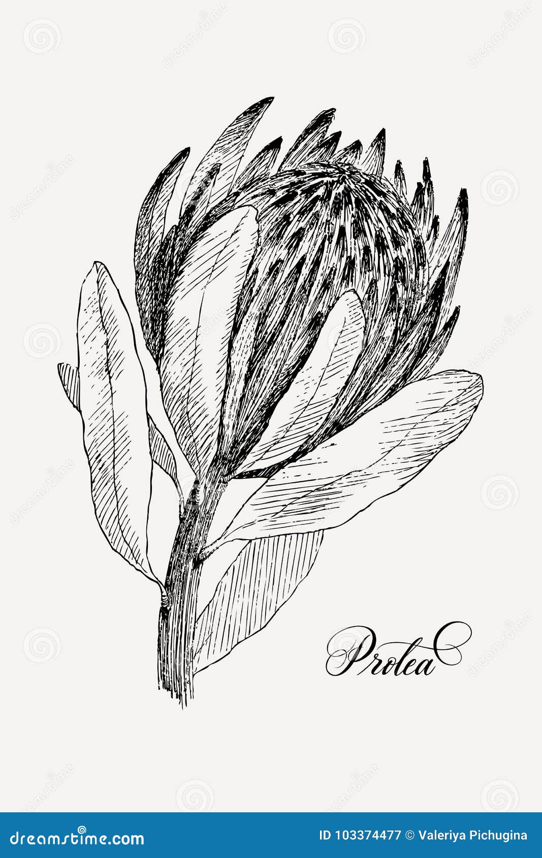Vintage Botanical Illustration Flower Protea. Flower Concept. Stock ...