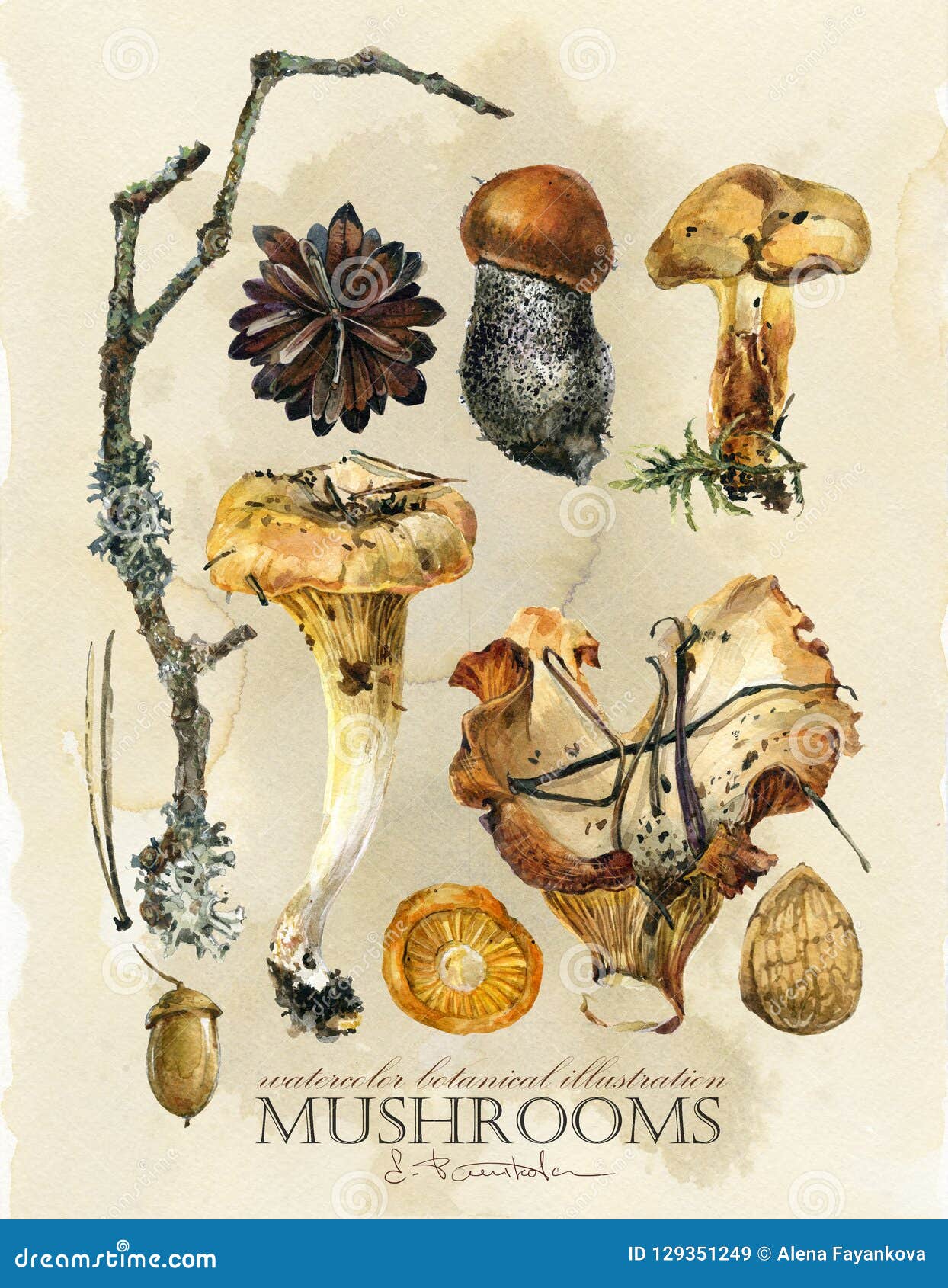 vintage botanical poster. hand drawn watercolor floral art print with mushrooms.