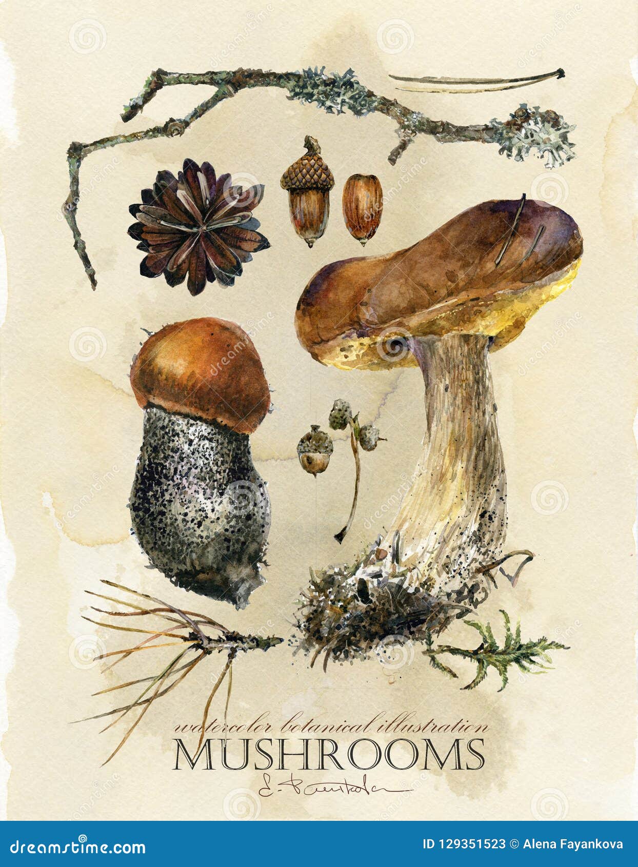vintage botanical poster. hand drawn watercolor floral art print with mushrooms.