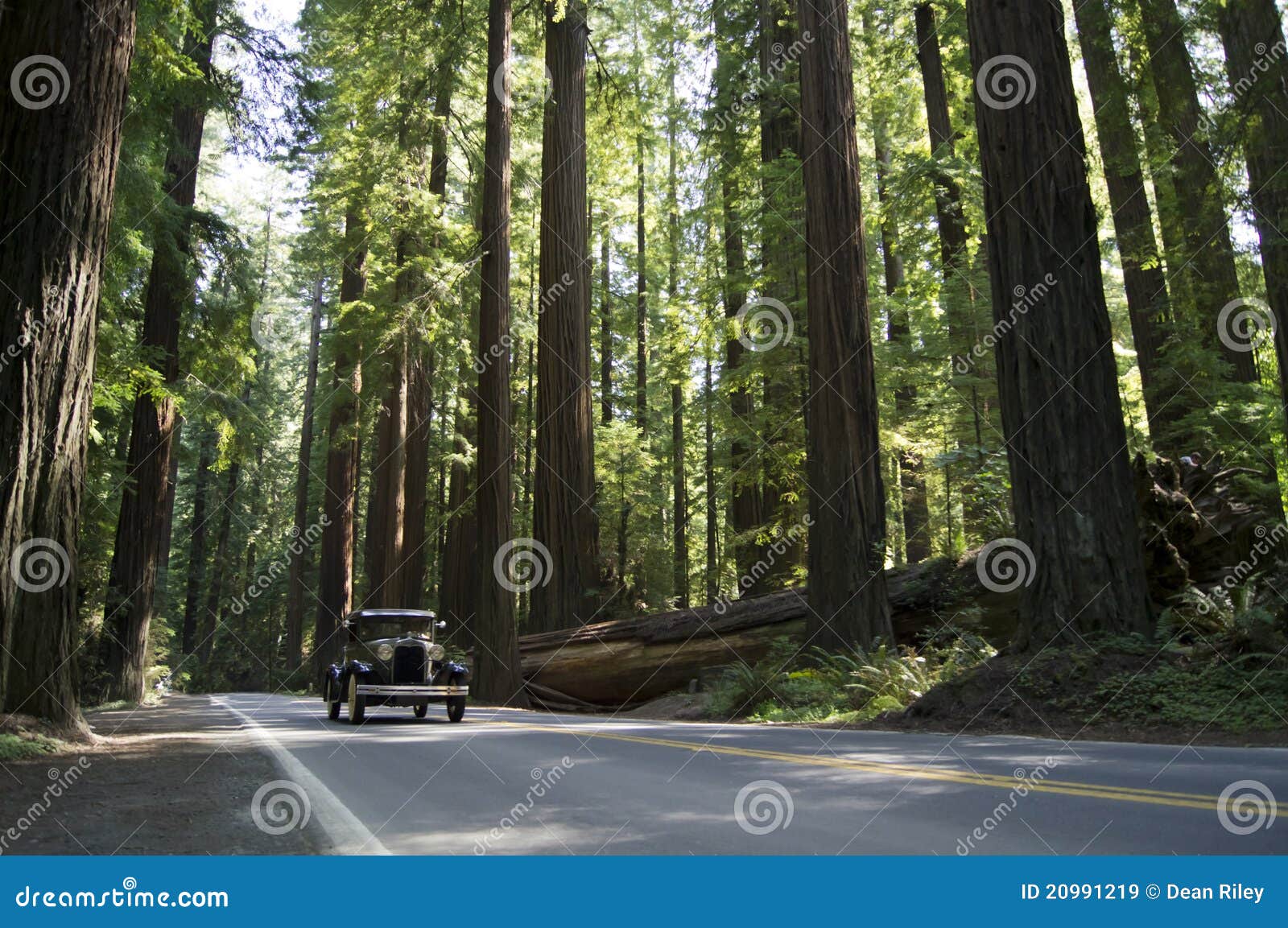 Vintage Car in California Redwoods Stock Image Image of leaf, tour