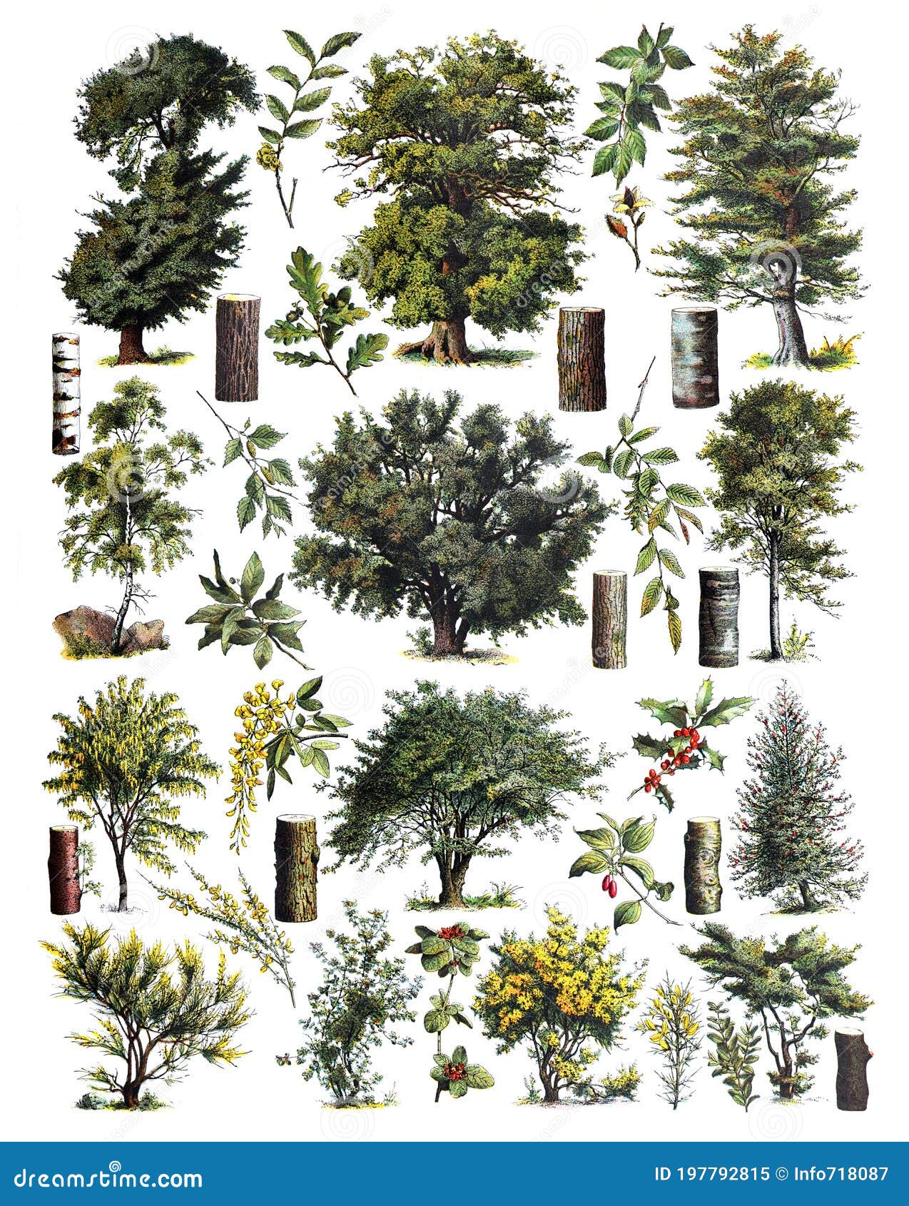 The Vintage Collection of Trees / Diversity of Trees Antique Engraved ...