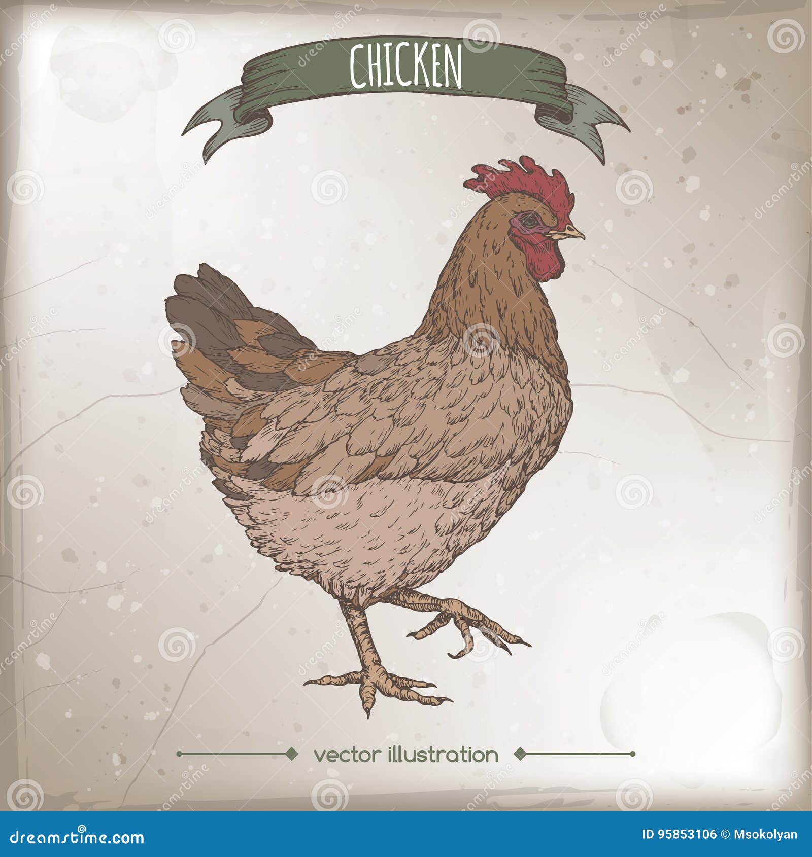 vintage color label with live domestic chicken sketch.